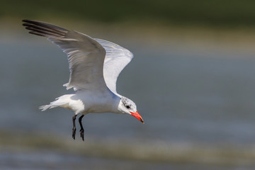 Caspian Tern in Australasia
