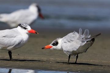 Caspian Tern in Australasia
