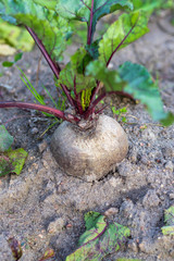 daylight. red beets in the garden. eco product.