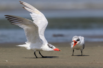 Caspian Tern in Australasia