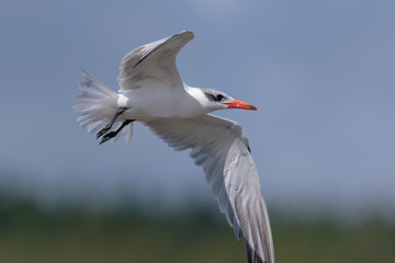 Caspian Tern in Australasia