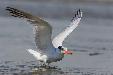 Caspian Tern in Australasia