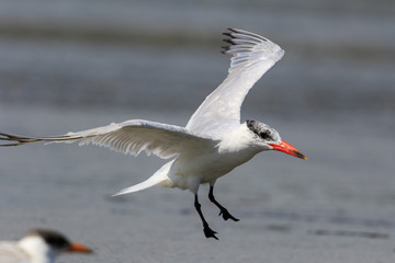 Caspian Tern in Australasia