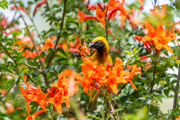 Vibrant Speke’s weaver