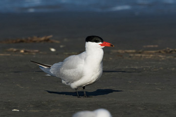 Caspian Tern in Australasia