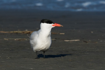Caspian Tern in Australasia