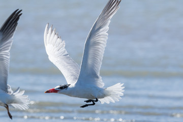 Caspian Tern in Australasia