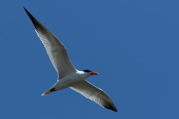 Caspian Tern in Australasia