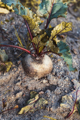 daylight. red beets in the garden. eco product.