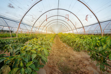Rows of organic pepper plants growing inside greenhouse.