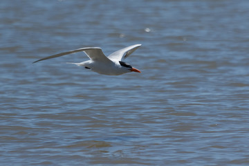 Fototapeta na wymiar Caspian Tern in Australasia