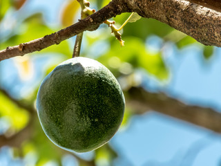 avocado tree in sunny day in Brazil, Brazilian tropical fruit