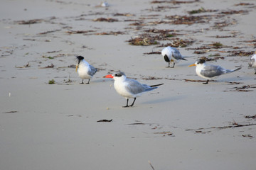 Caspian Tern in Australasia