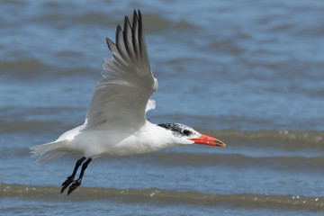 Caspian Tern in Australasia