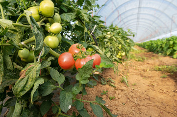 Freshy tomato plants growing inside organic greenhouse.