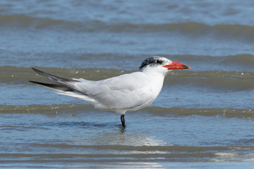 Caspian Tern in Australasia