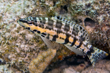 Harlequin Bass (Serranus tigrinus), Reefs of Bonaire