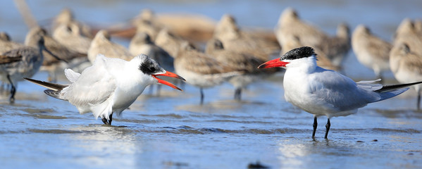 Caspian Tern in Australasia