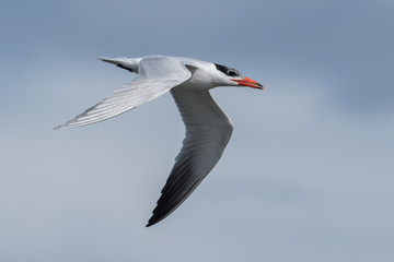 Caspian Tern in Australasia