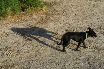 Chien noir et son ombre