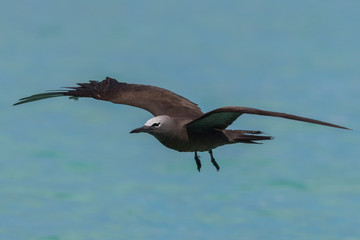 Fototapeta premium Common Noddy in Australia