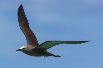 Common Noddy in Australia