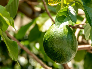 avocado tree in sunny day in Brazil, Brazilian tropical fruit