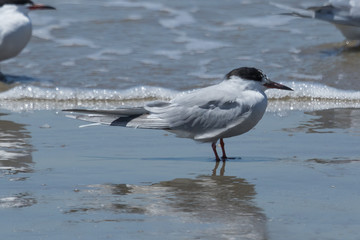 Common Tern in Texas USA