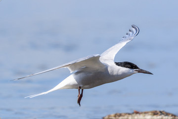 Common Tern in Australasia