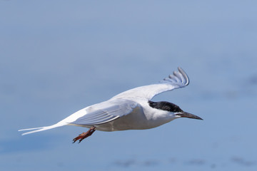 Common Tern in Australasia