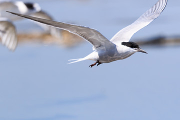 Common Tern in Australasia