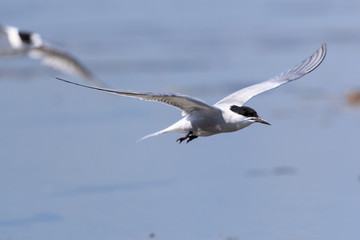 Common Tern in Australasia