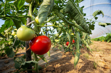 Red tomato next to unripe growing inside big industrial greenhouse. Industrial agriculture.