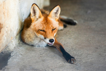 Young little lovely puppy fox sleeping. Close up portrait of red orange predator with long tail