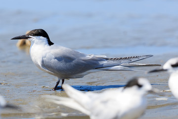 Common Tern in Australasia