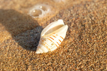 Fototapeta na wymiar Beautiful seashell on the sea beach. Close up.