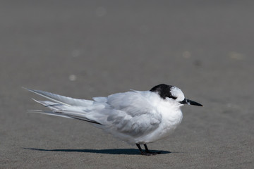 Common Tern in Australasia