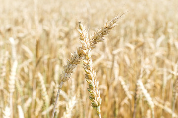 Ears of wheat on the field.