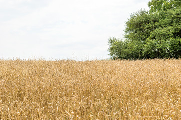 Wheat field near forest.