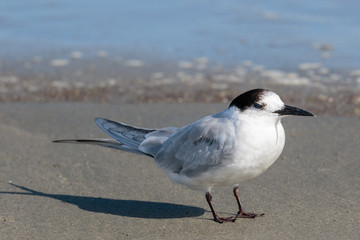Common Tern in Australasia