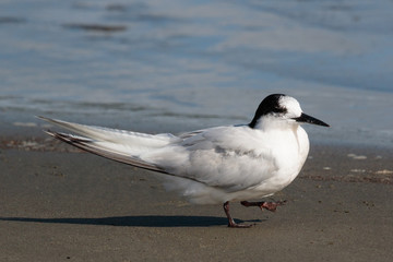 Common Tern in Australasia