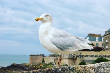 seagull on post