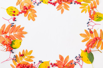 Flat lay frame with colorful autumn leaves and berries on a white background