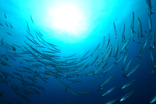 girotondo di barracuda