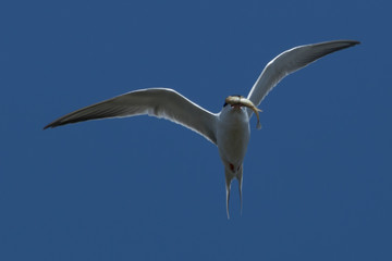 Forster's Tern in Texas USA