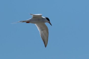 Forster's Tern in Texas USA