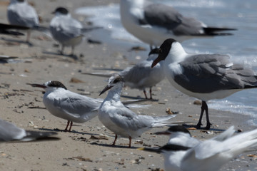 Forster's Tern in Texas USA