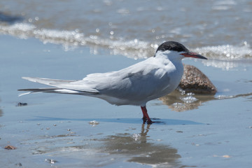 Forster's Tern in Texas USA