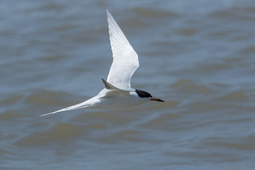 Forster's Tern in Texas USA