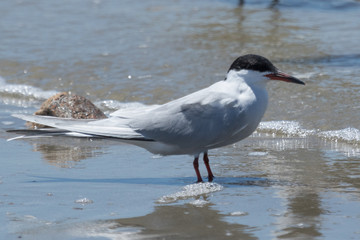 Forster's Tern in Texas USA